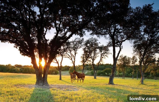 Ranch Office and Conference Room for Operations