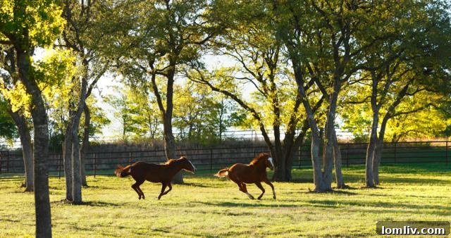 Outdoor Riding Arena with Professional Lighting