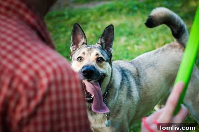 DFW's Hidden Gems: 5 Neighborhoods With Unexpected Dog Play Zones 2 Happy dog playing at a vibrant dog park in DFW