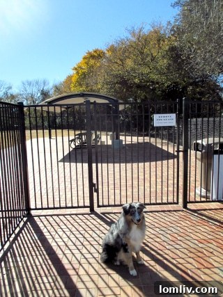 DFW's Hidden Gems: 5 Neighborhoods With Unexpected Dog Play Zones 9 Dogs playing in the spacious Jack Carter Dog Park