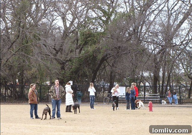 DFW's Hidden Gems: 5 Neighborhoods With Unexpected Dog Play Zones 10 Families enjoying the playground at Jack Carter Park