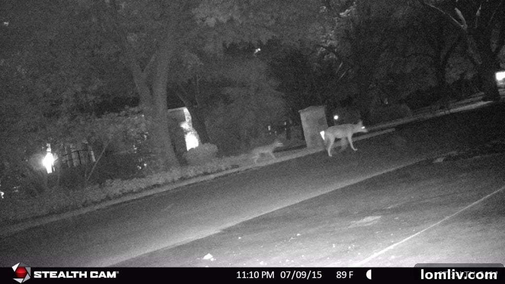 Coyote Surprise Attack on Boy Outside Grapevine Cinema 2 two-coyotes-1024x576