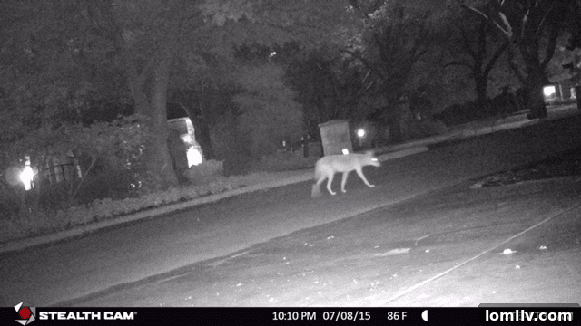 Coyote Surprise Attack on Boy Outside Grapevine Cinema 3 Stealth-Coyote