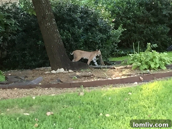 Coyote Surprise Attack on Boy Outside Grapevine Cinema 4 Bobcat-Ricks