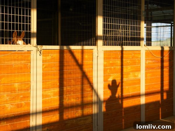 Shadows on Rocking W Ranch Barn