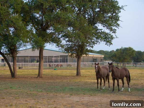 Horses in Pasture near Arena at Rocking W Ranch