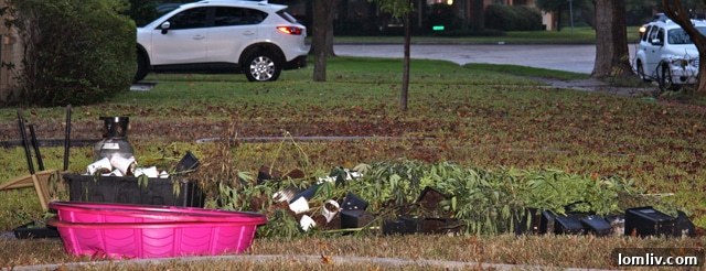 Confiscated marijuana plants from the East Dallas grow house bust