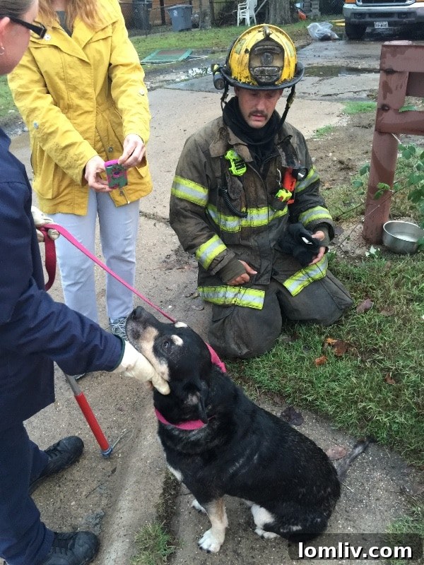 Community Rallies for Dog Burned in Alger Park Fire 2 Chachi, a dog, recovering after surviving a house fire with burns and smoke inhalation.
