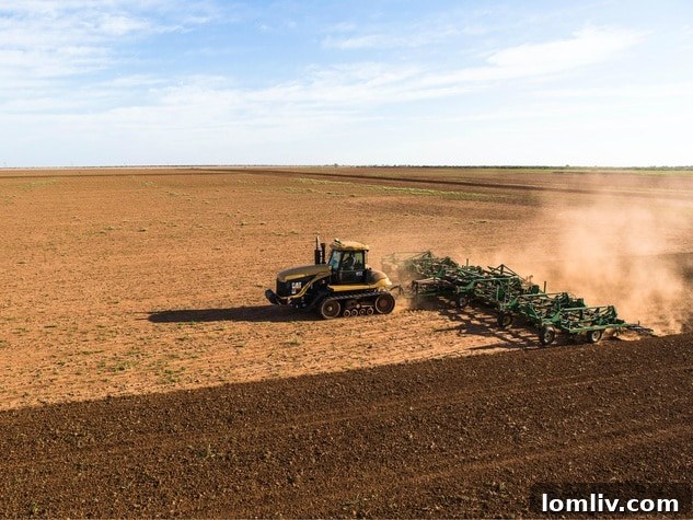 Cattle grazing on the expansive pastures of Waggoner Ranch.