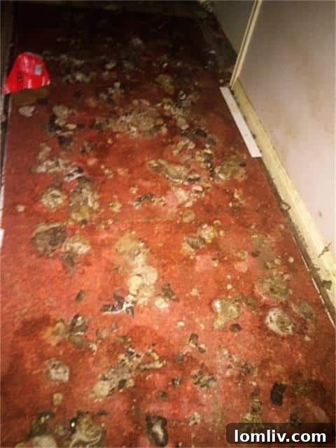 Willow-wood-feces-hallway