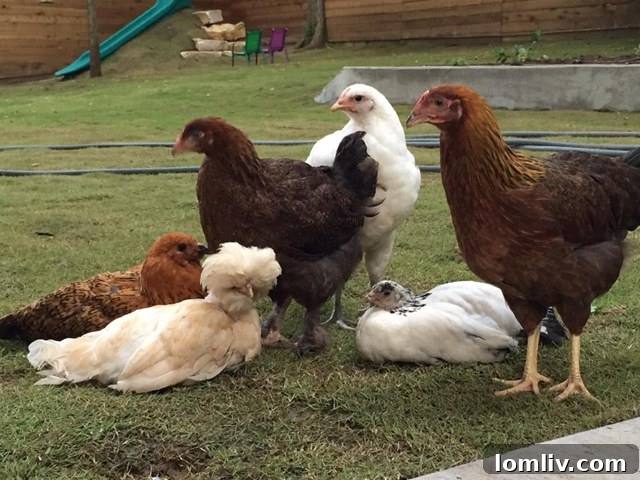 The diverse flock of Lipsett Ladies, showcasing rare and heritage chicken breeds.