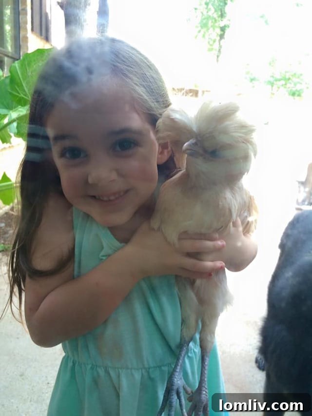 Lipsett's daughter cuddling with Alice, a fluffy Buff Laced Polish chicken.