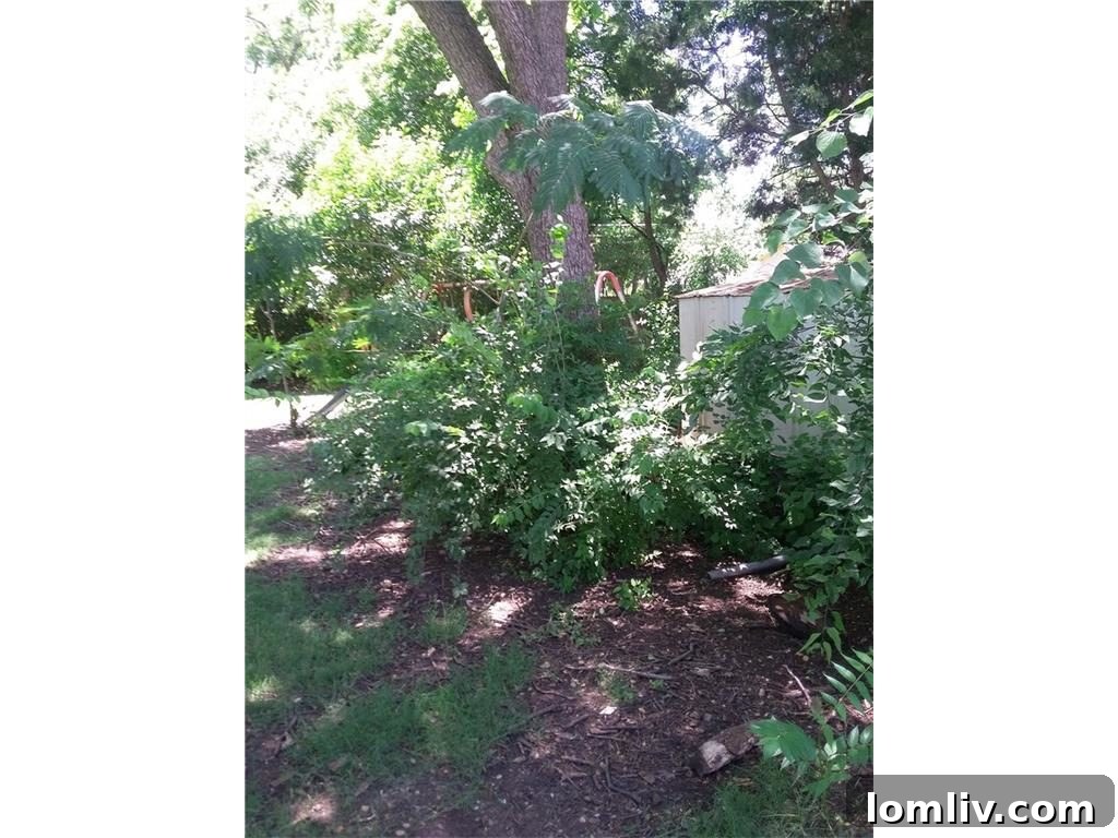 Overgrown bushes and landscaping in the backyard of the Lake Highlands home, highlighting areas for improvement