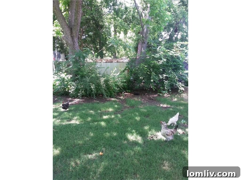 Enclosed chicken coop in the backyard of the Lake Highlands property, a unique and charming feature