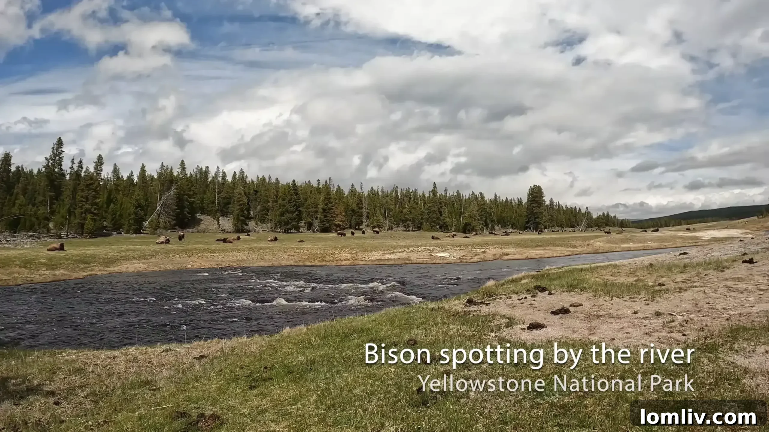 Yellowstone's Grandeur: Explore a Wild Oasis for Nature Enthusiasts 3 Herd of bison in Yellowstone National Park