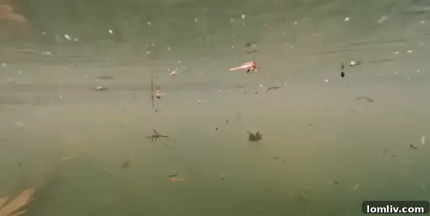 Professional pool cleaning prevents algae and keeps water crystal clear and safe.