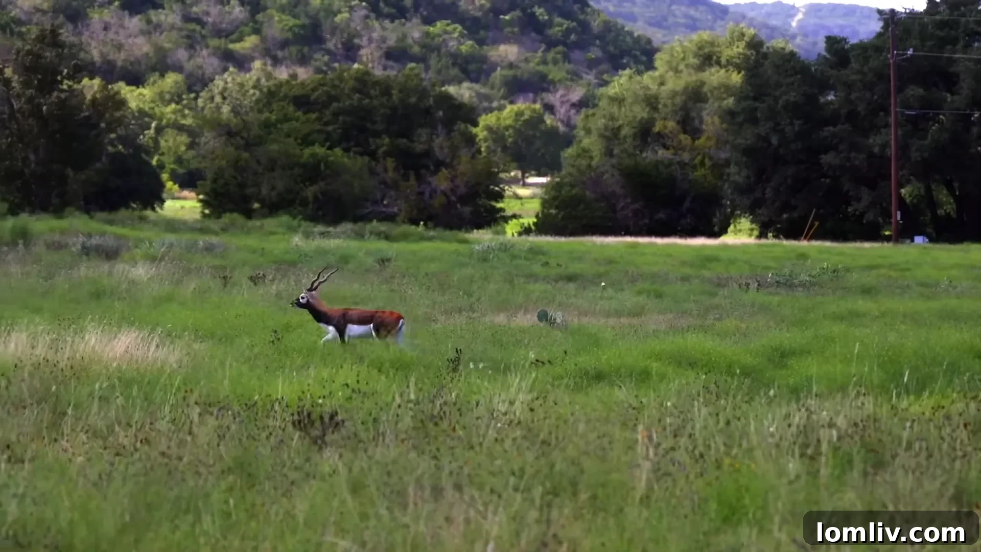 Professional assessment of water and mineral rights for Texas ranches