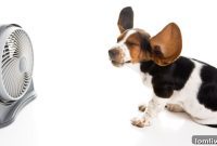 Defying the Dog Days Laughters Lifeline for Home Inspectors
