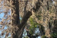 DFW’s Spooky Shroud: Webworms Blanket Trees for Halloween