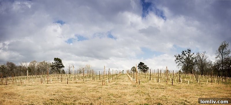 High Hill Development: A Visionary Community on 175 Acres in Arp, Texas
