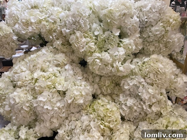 Lush white hydrangeas, a classic Valentine's flower
