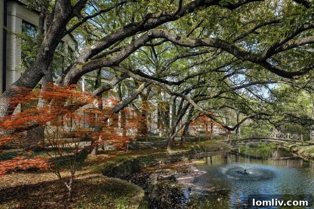 Beautiful Japanese maple trees in a serene garden setting