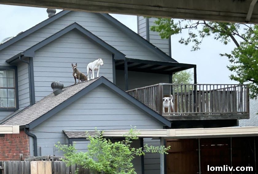 Guard Dogs Watching Inspector