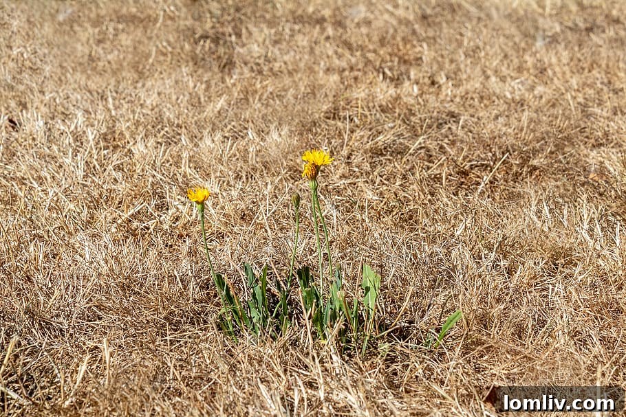 townhome, dry grass, dead lawn