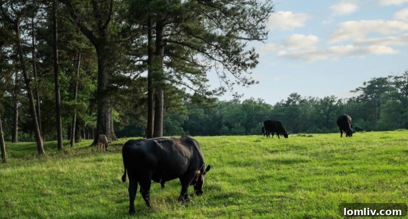 Rolling green hills and mature trees defining the landscape of a Ben Wheeler ranch