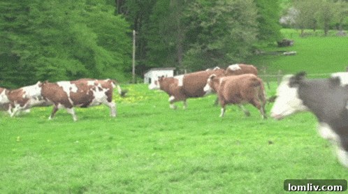 Vast green pasture on a sunny day, evoking the spacious 2-acre lot ideal for livestock like dairy cows.
