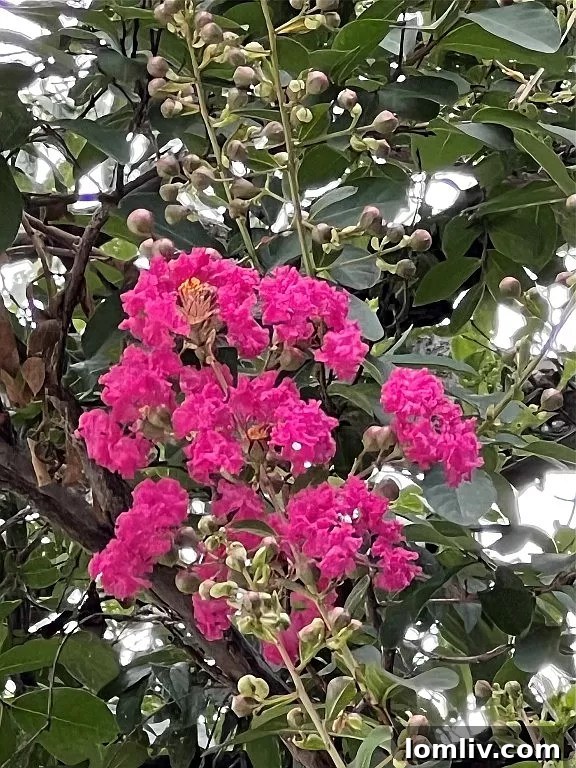 Valarie Kerby's Mineral Wells Listing Amidst the Chaos 9 Crepe myrtle in bloom