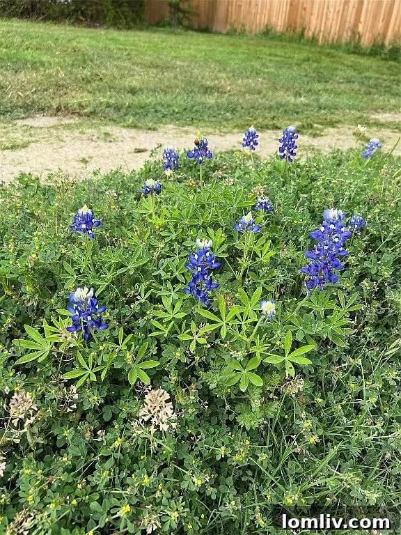 Valarie Kerby's Mineral Wells Listing Amidst the Chaos 8 Bluebonnets in front of a house