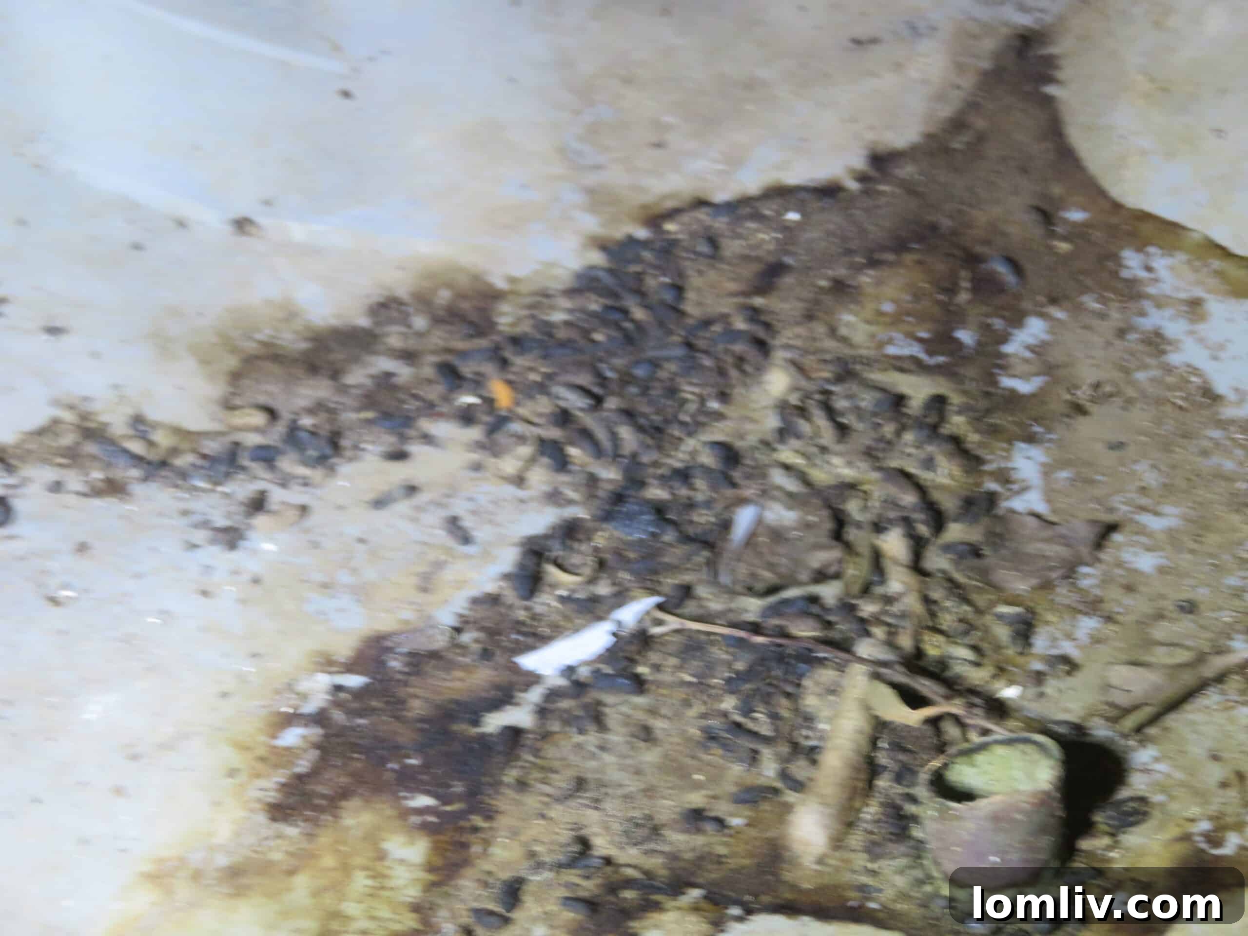 Upon Closer Inspection: The Hidden World of Crawl Spaces