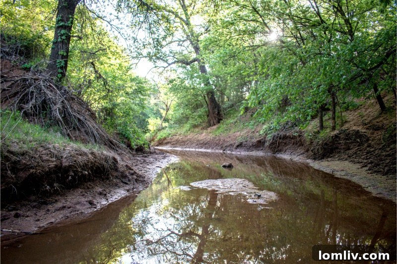 Saddlewood Ranch landscape with creek