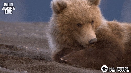 A bewildered bear figurine contemplating unique home design choices