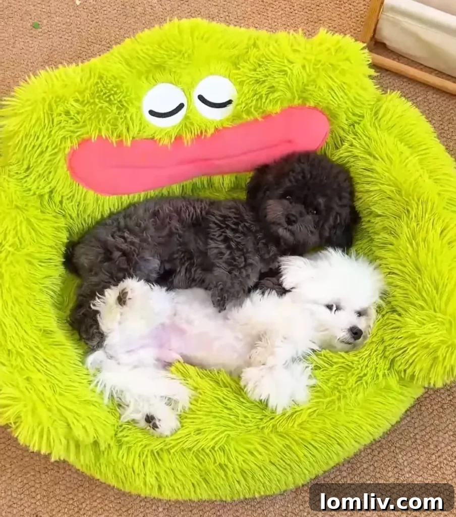 62 Lucrative Products Dominating 2024 Sales 12 A comfortable and stylish pet bed in a modern home setting