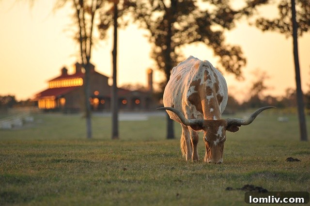 Expansive Ranch Grounds of Timber Creek