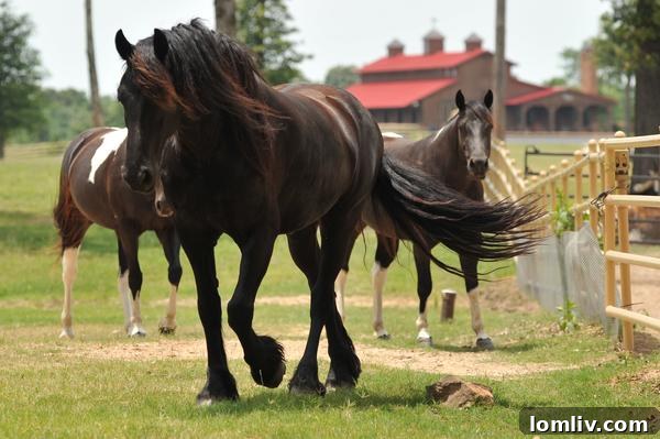 Timber Creek Ranch Equestrian Facilities