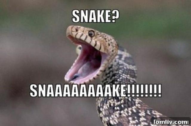 Rattlesnake on arid ground, representing a common snake encounter
