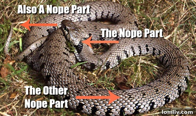 Decapitated rattlesnake head still capable of biting