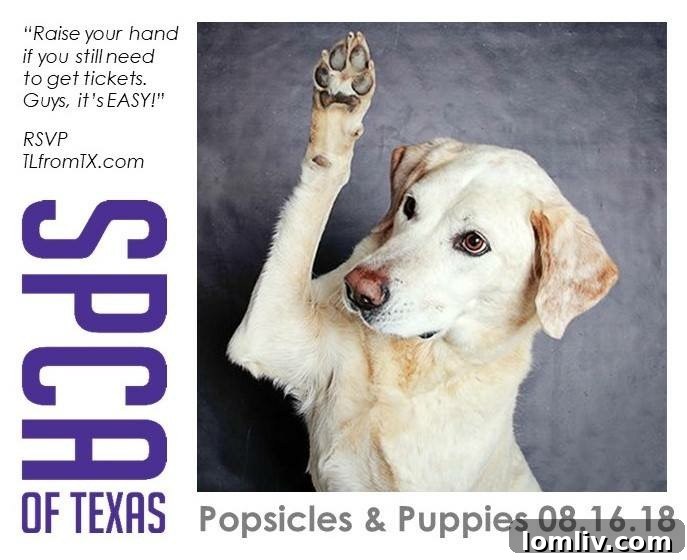 A heartwarming image of a puppy, symbolizing the impact of the Puppies & Popsicles event on SPCA animals.