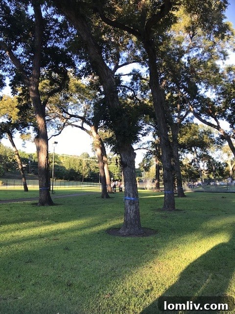 Trees marked with blue ribbons, indicating those designated for preservation.