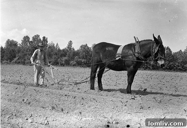 Lincoln-Farm-Plow