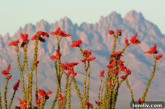 The majestic Organ Mountains provide a stunning backdrop to Las Cruces, New Mexico