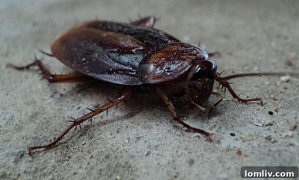 Close-up of a cockroach, symbolizing resilience and evolution