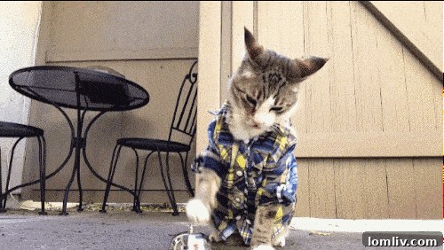 Conceptual image of a cat wearing a small shirt, representing Spaghetti