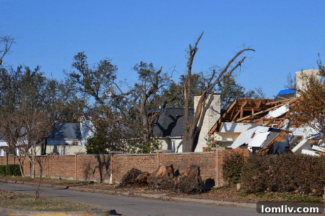 Tornado-Tree-Damage - How Design and Policy Aid Disaster Recovery