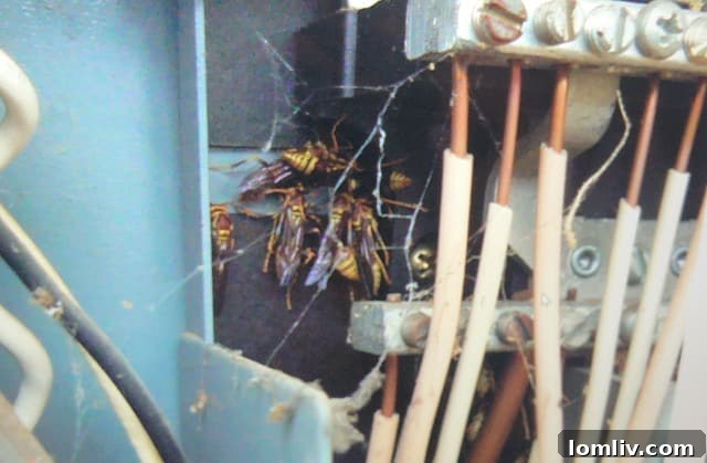 Yellow jacket nest found in an electrical panel