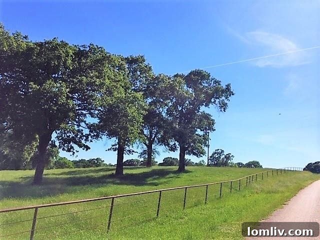 Lush Green Pastures and Oak Trees