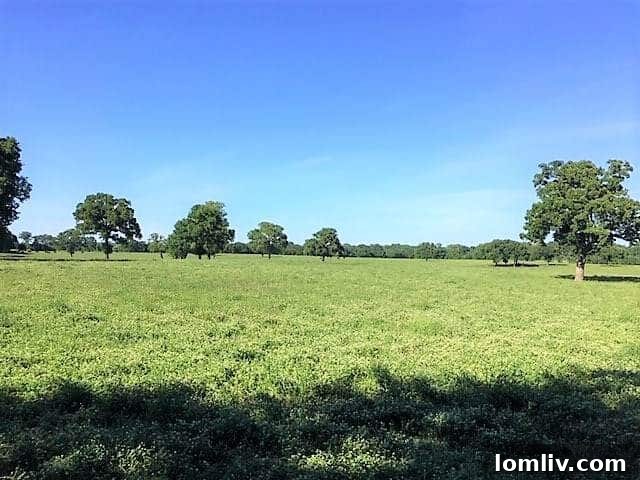 Large Hay Barn for Storage
